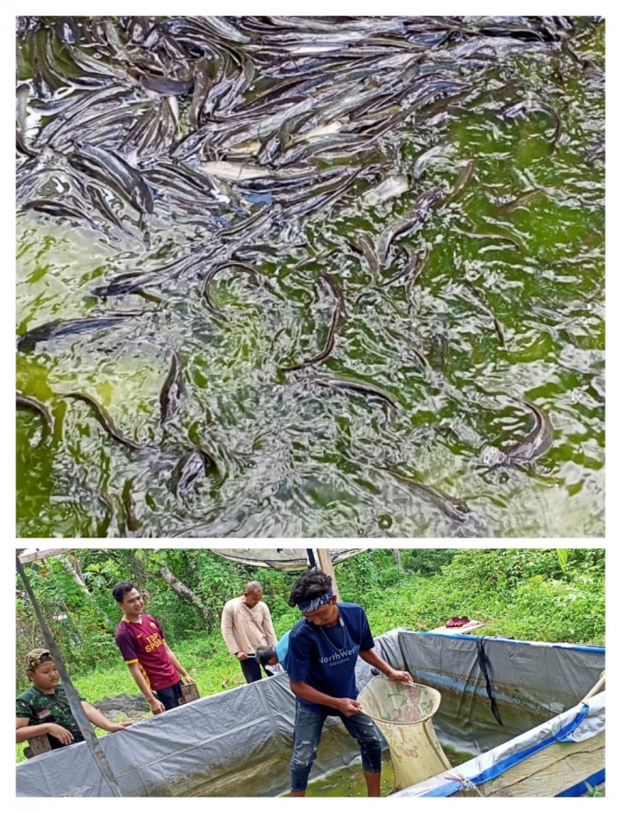 PANEN IKAN LELE SANGKURIANG DENGAN MEDIA KOLAM TERPAL